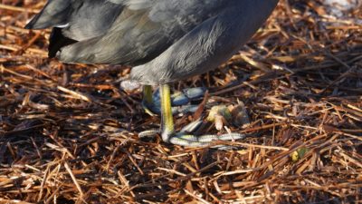 Coot feet