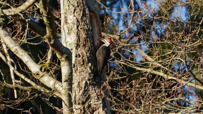 Pileated Woodpecker