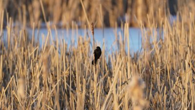 Red-winged blackbird