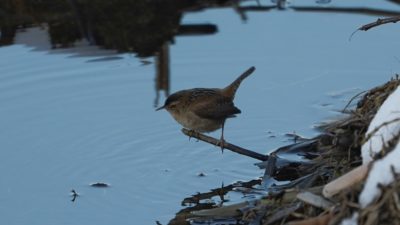 Marsh Wren