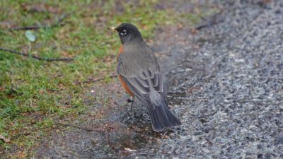 Robin from behind