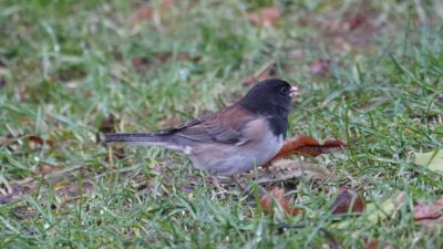 Dark-eyed Junco