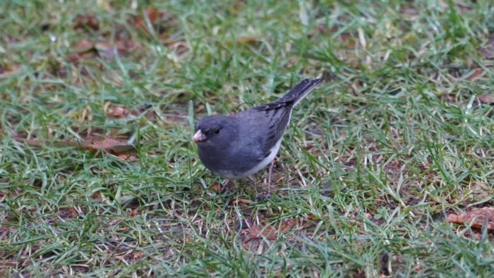 Dark-eyed Junco