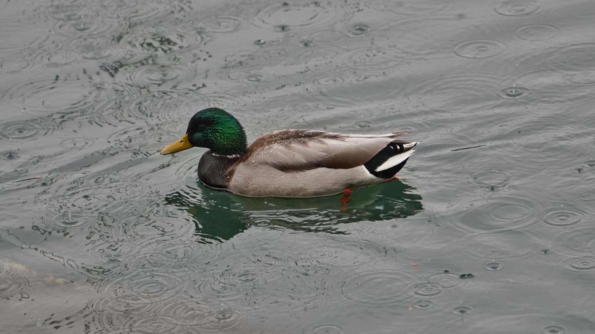 Mallard in the rain