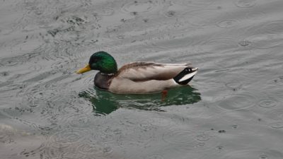 Mallard in the rain