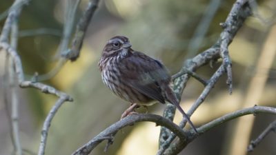 Song sparrow