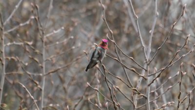 Anna's hummingbird