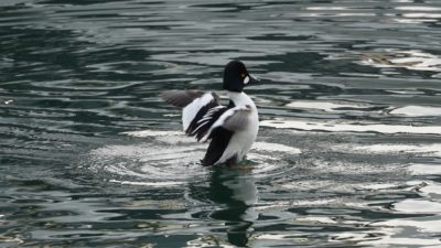 Common goldeneye