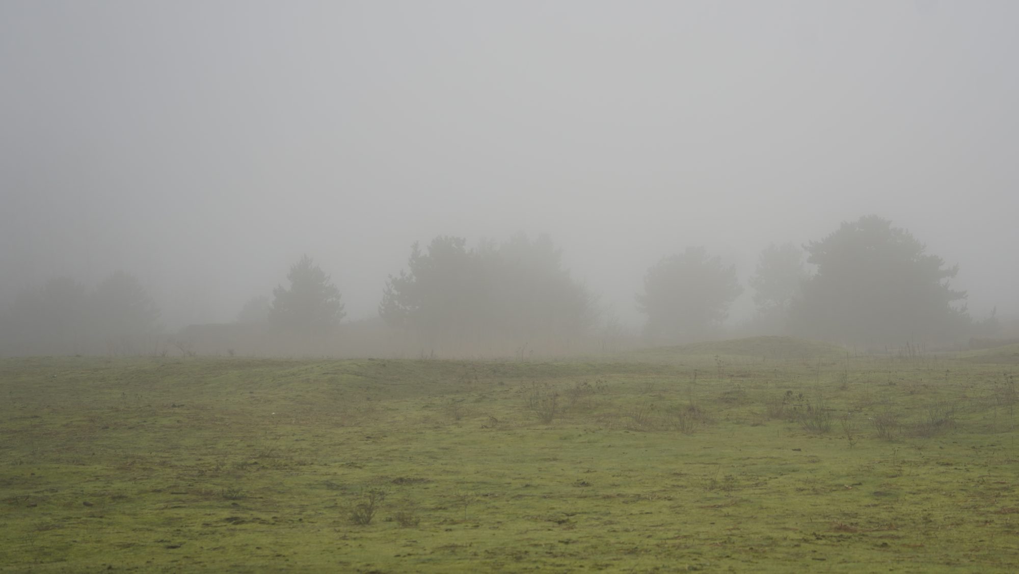 Fog and trees