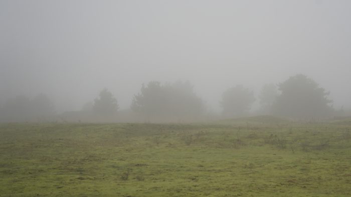 Fog and trees