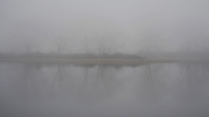 Foggy trees