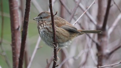 Song sparrow