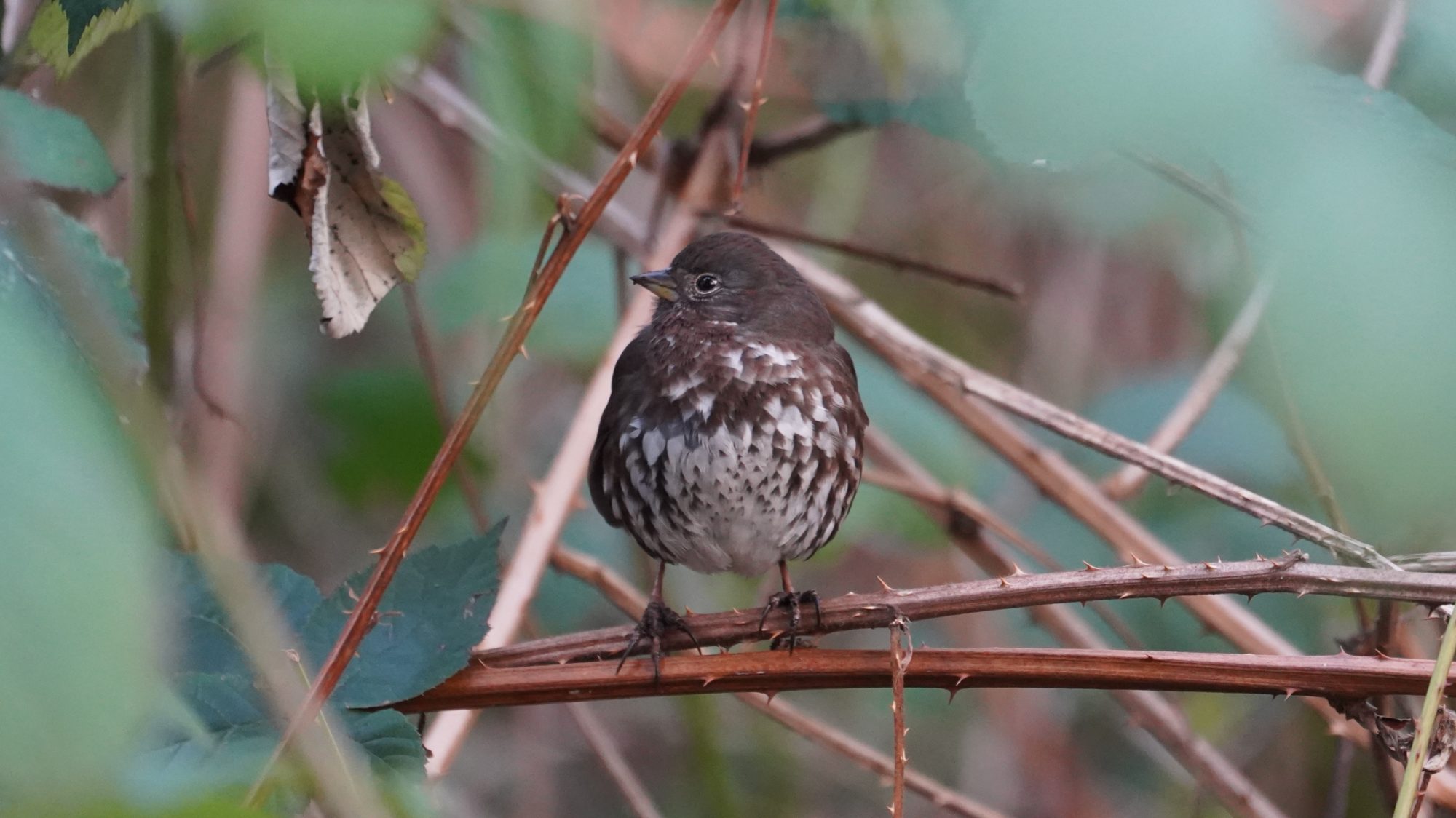 Fox sparrow