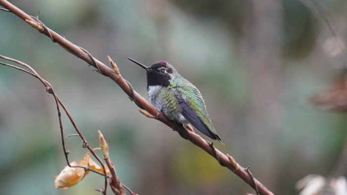 Anna's hummingbird