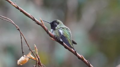 Anna's hummingbird