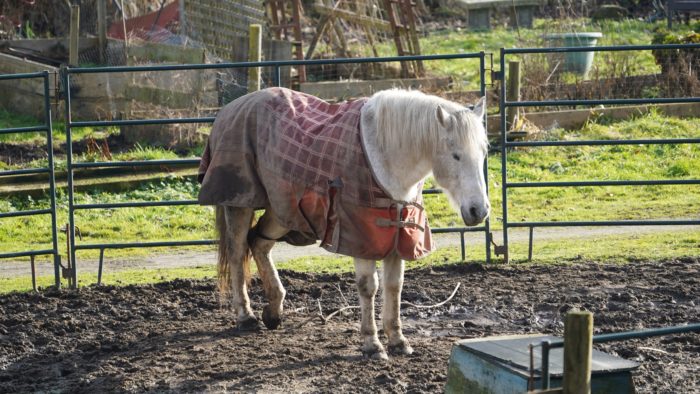 Horse with a blanket