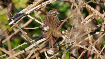 Song sparrow