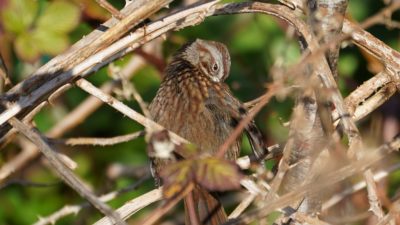 Song sparrow