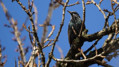 Starling