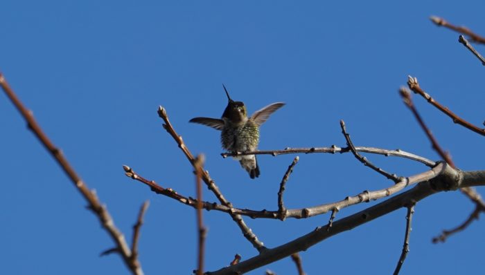 Hummingbird flapping