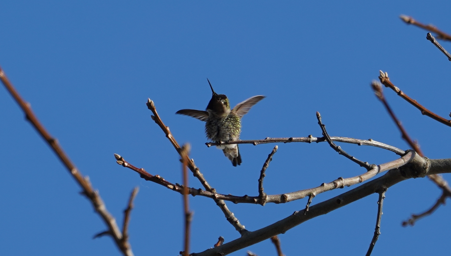 Hummingbird flapping