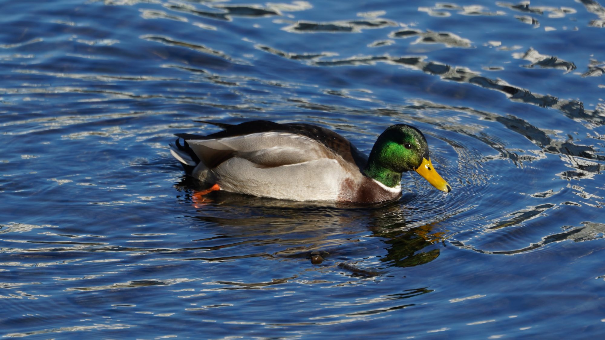 Mallard