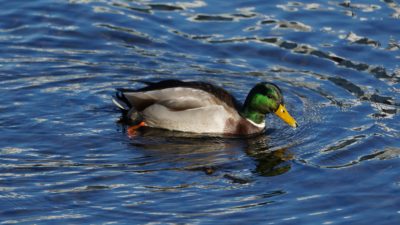 Mallard