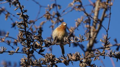 House finch