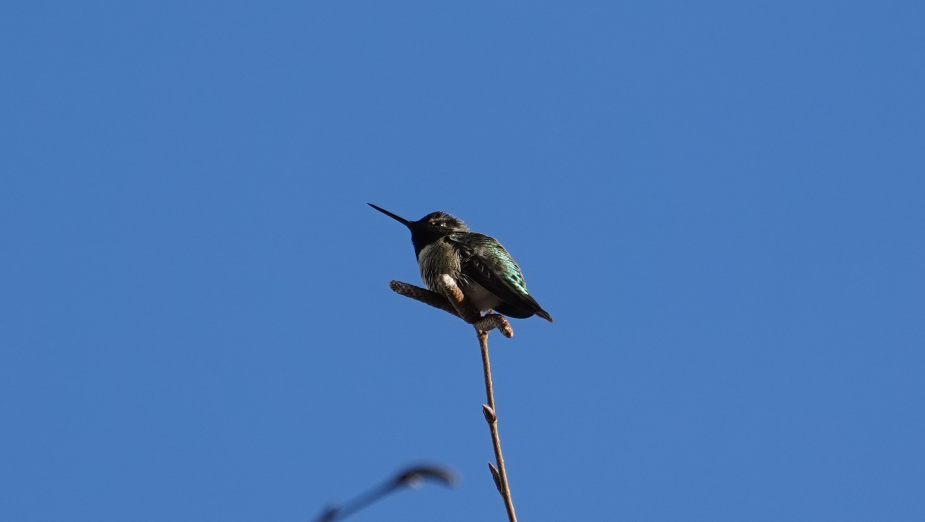 Hummingbird sitting