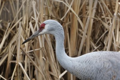 Sandhill Crane