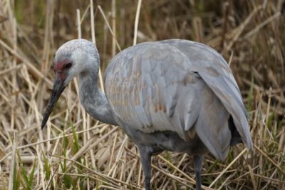 Evan the Sandhill Crane