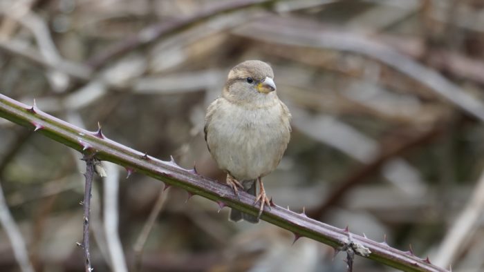 House sparrow