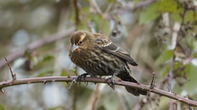 Female red-winged blackbird