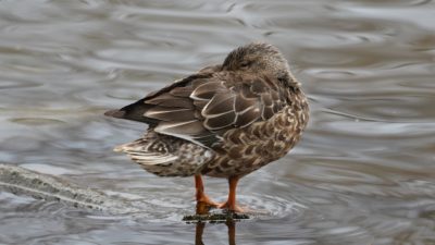 Sleeping northern shoveler