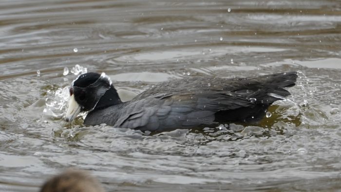 Splashing coot