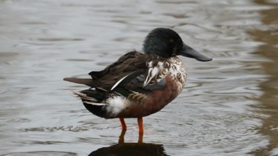 Northern shoveler