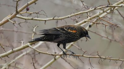 Immature red-winged blackbird