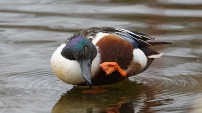 Northern Shoveler