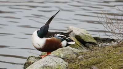 Northern Shoveler