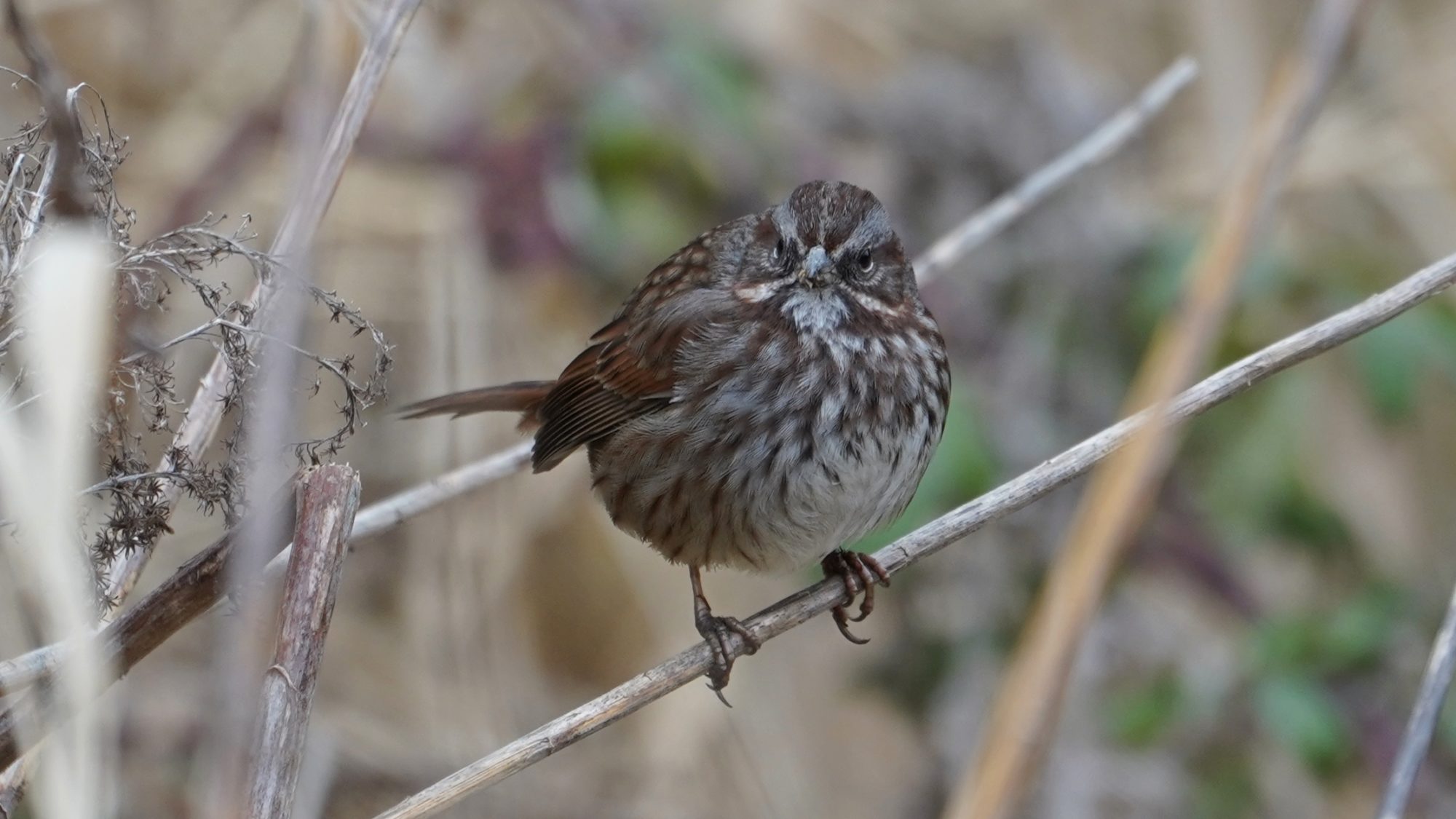 Song sparrow