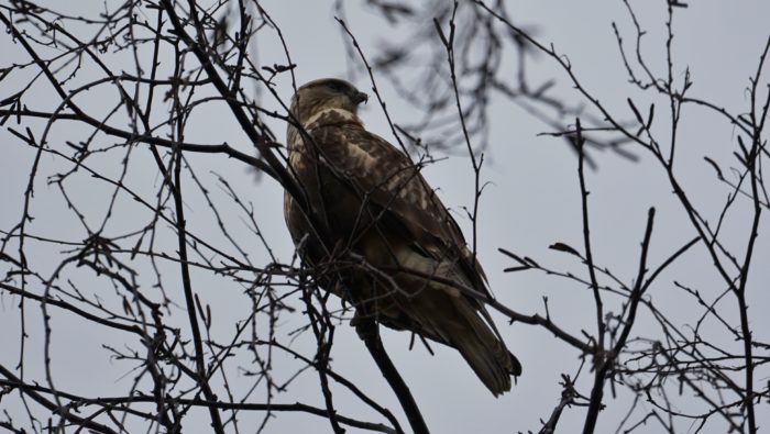 Rough-legged hawk