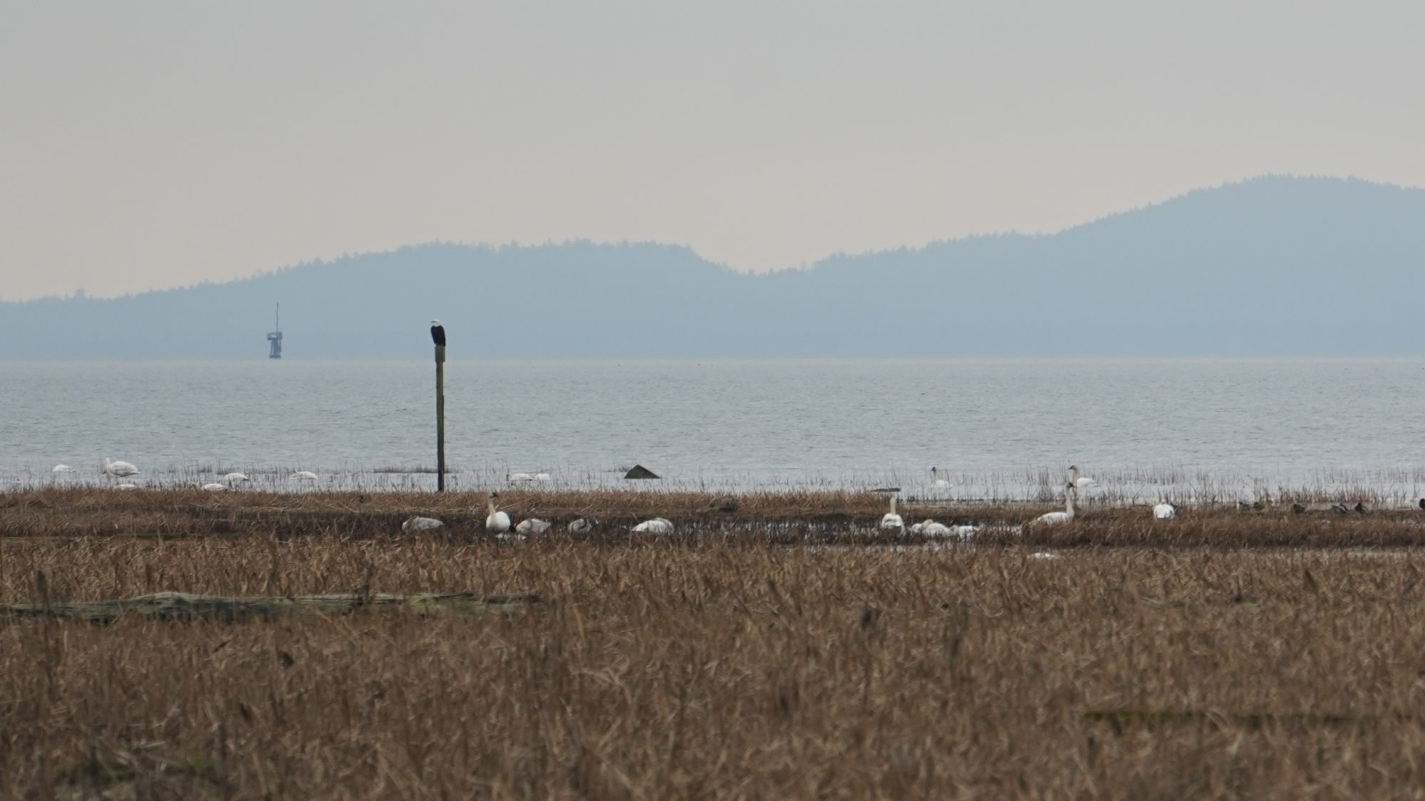 Bald eagle and trumpeter swans