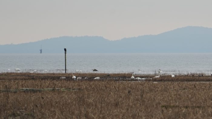 Bald eagle and trumpeter swans