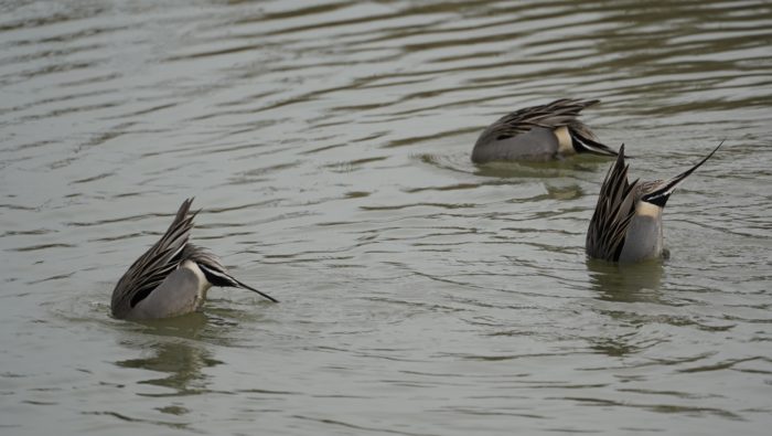 Northern Pintail butts