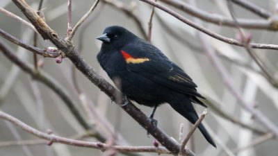 Red-winged blackbird