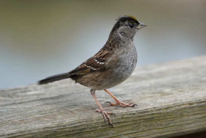 Golden-crowned sparrow