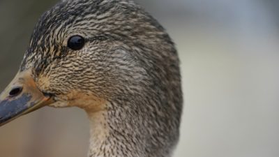 Female mallard