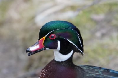 Wood duck