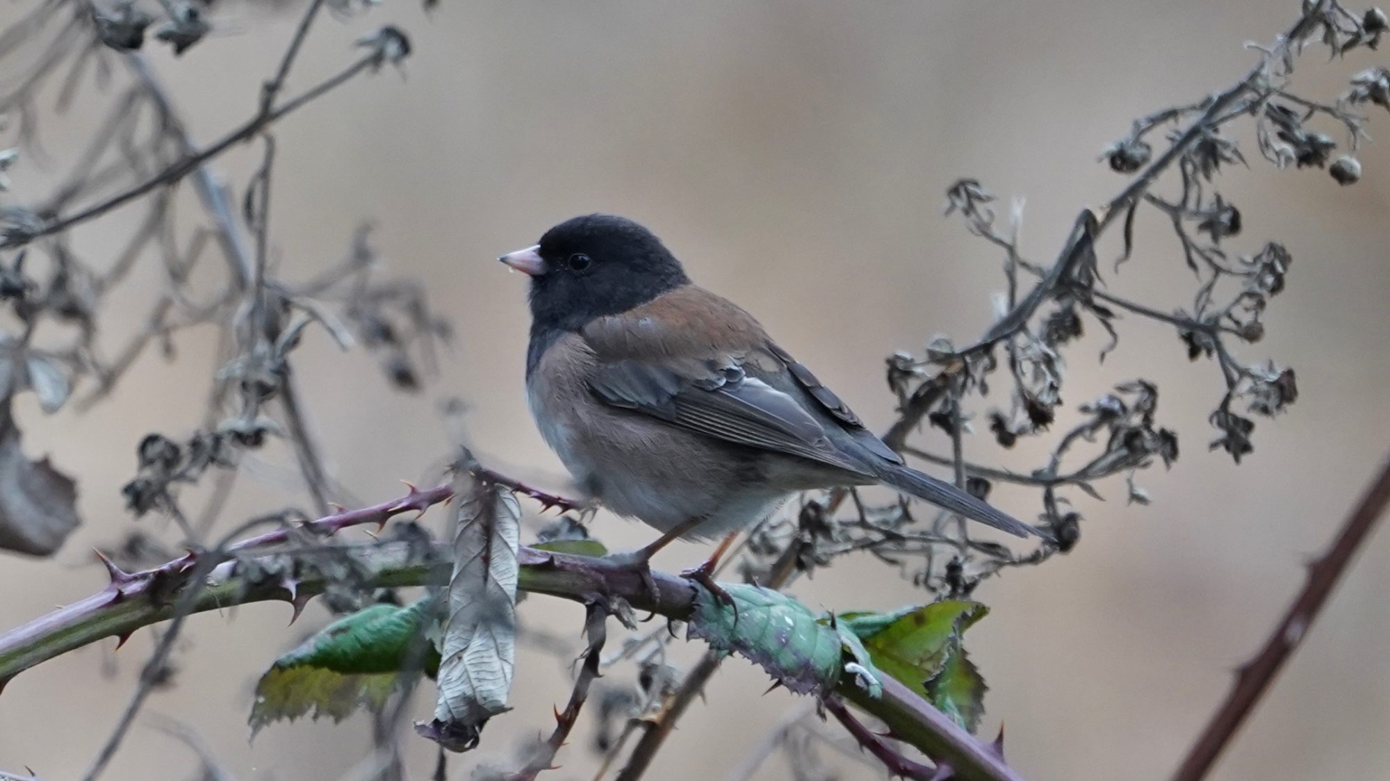 Dark-eyed Junco