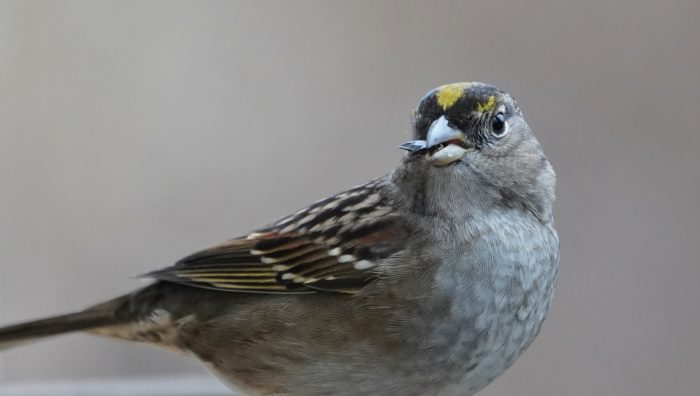 Golden-crowned sparrow